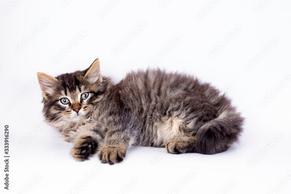 Fototapeta premium Pet animal; cute tabby kitten
