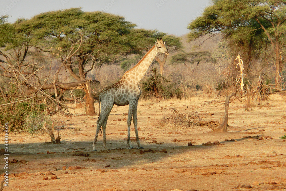 Obraz premium Giraffa camelopardalis giraffa