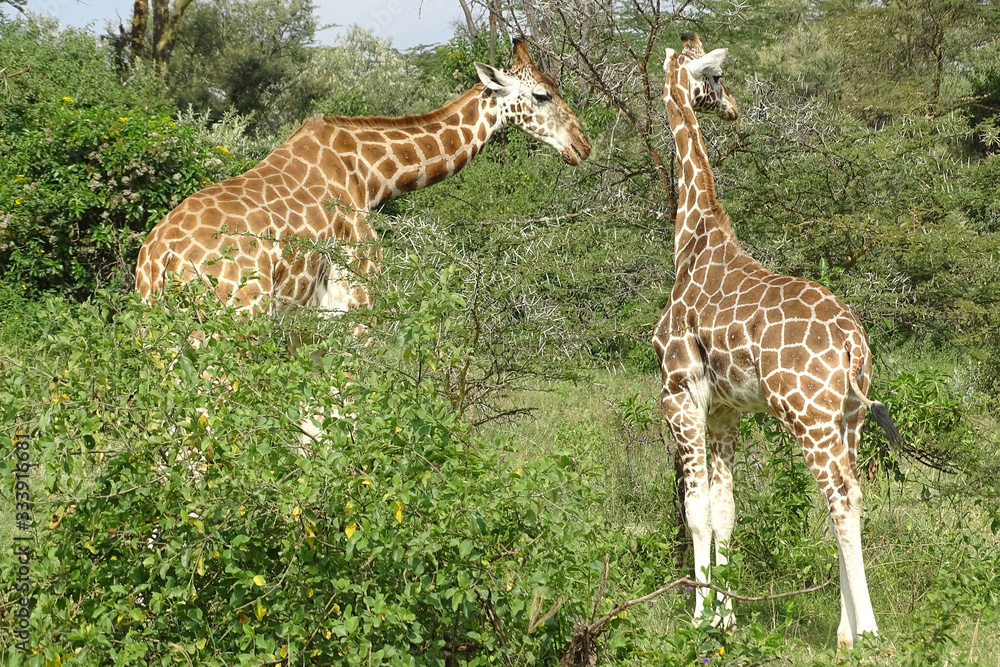 Obraz premium Giraffa camelopardalis rothschildi