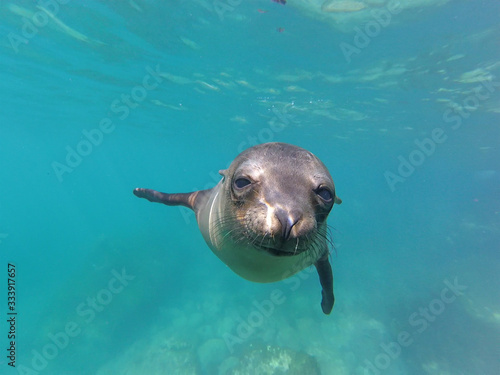 sea lion swimming in water