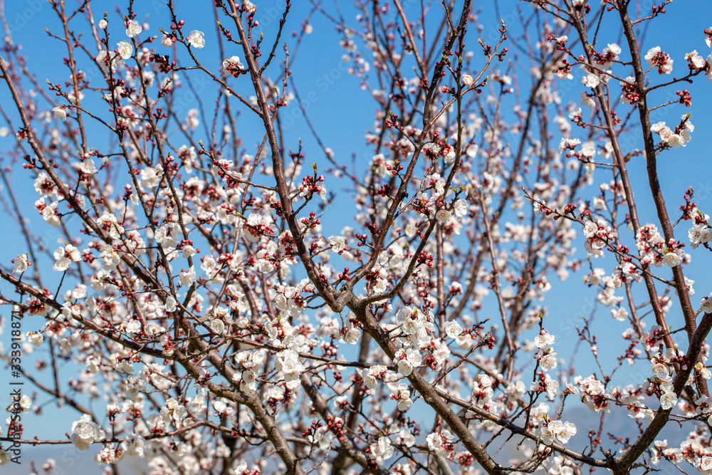 Apricot tree flowers with soft focus. Spring white flowers on a tree branch. Apricot tree in bloom. Spring, seasons, white flowers of apricot tree close-up. Apricot tree flowers with soft focus. Spring white flowers on a tree branch. Apricot tree in bloom. Spring, seasons, white flowers of apricot tree close-up.