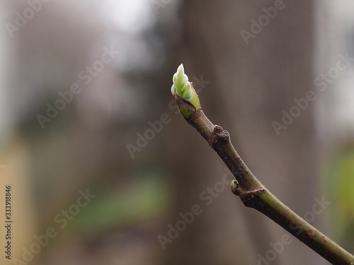 very early bud of fig tree in spring