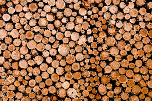 Wall of woodpile in forest.