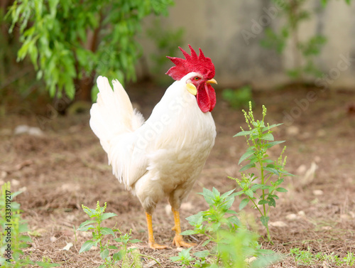 Chickens and roosters in a farm