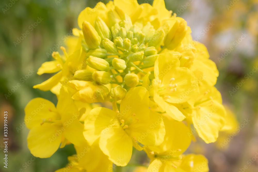 菜の花のクローズアップ画像 菜の花のクローズアップ画像