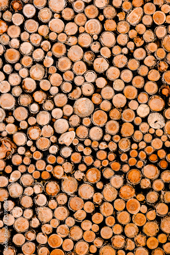 Wall of woodpile in forest.