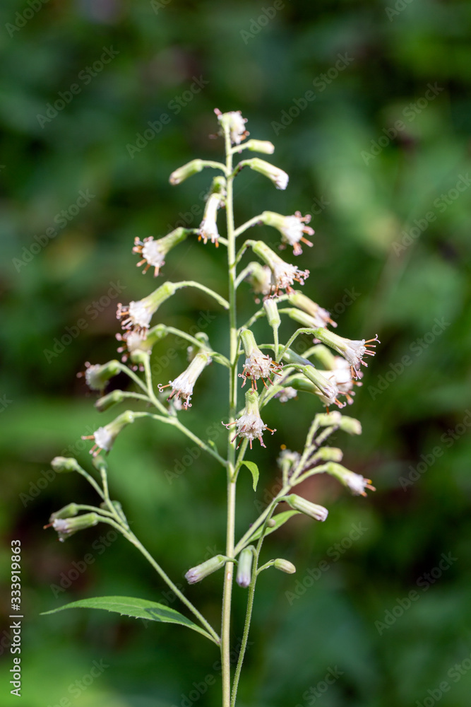 Flower Parasenecio hastatus in summer forest Flower Parasenecio hastatus in summer forest