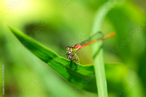 orange dragonfly follow leaves are eating small insects.