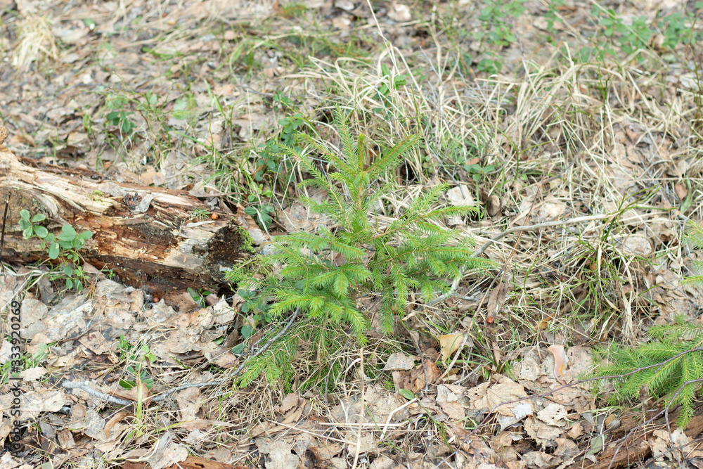 Young fir tree in forest in sunny spring day Young fir tree in forest in sunny spring day