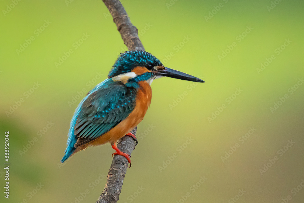 Fototapeta premium Image of common kingfisher (Alcedo atthis) perched on a branch on nature background. Bird. Animals.