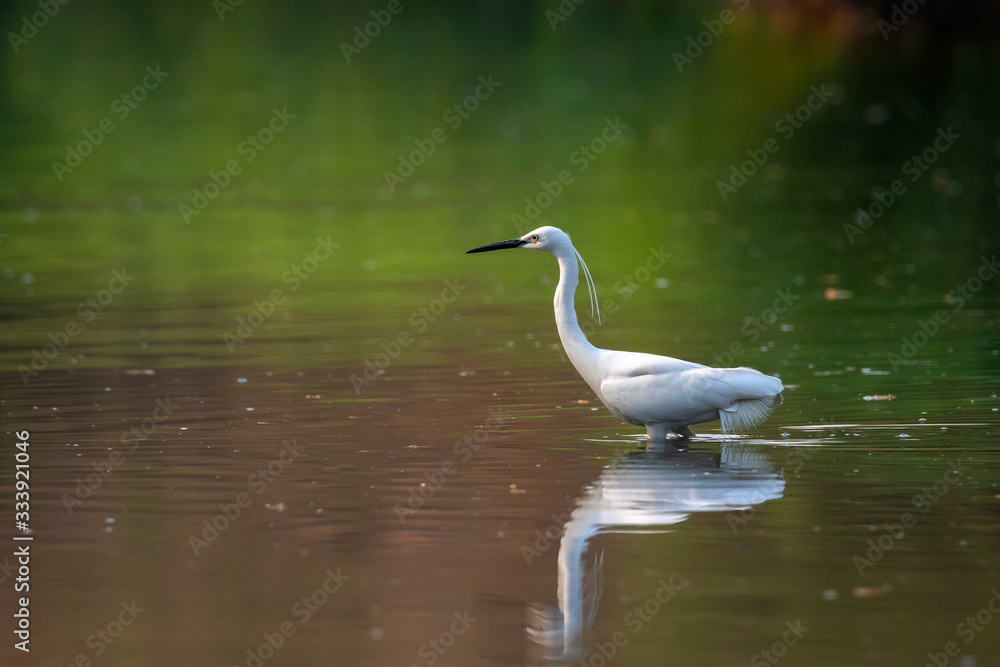 Image of little egret (Egretta garzetta) looking for food in the swamp on nature background. Bird. Animals. Image of little egret (Egretta garzetta) looking for food in the swamp on nature background. Bird. Animals.