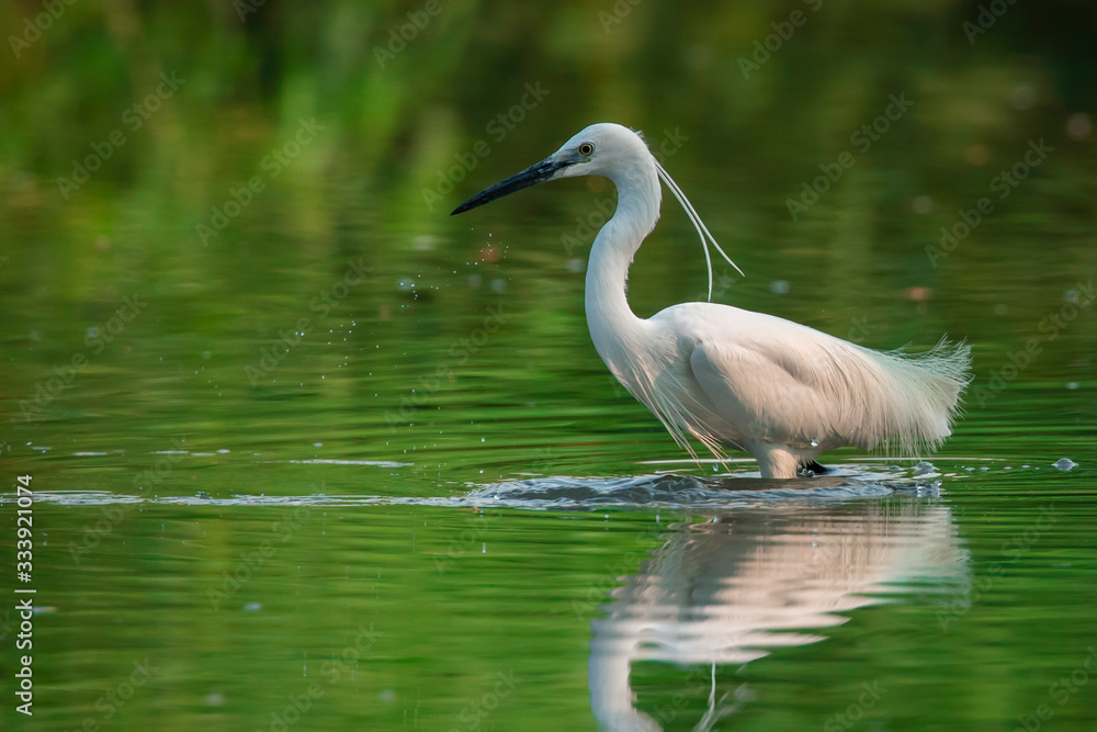 Naklejka premium Image of little egret (Egretta garzetta) looking for food in the swamp on nature background. Bird. Animals.