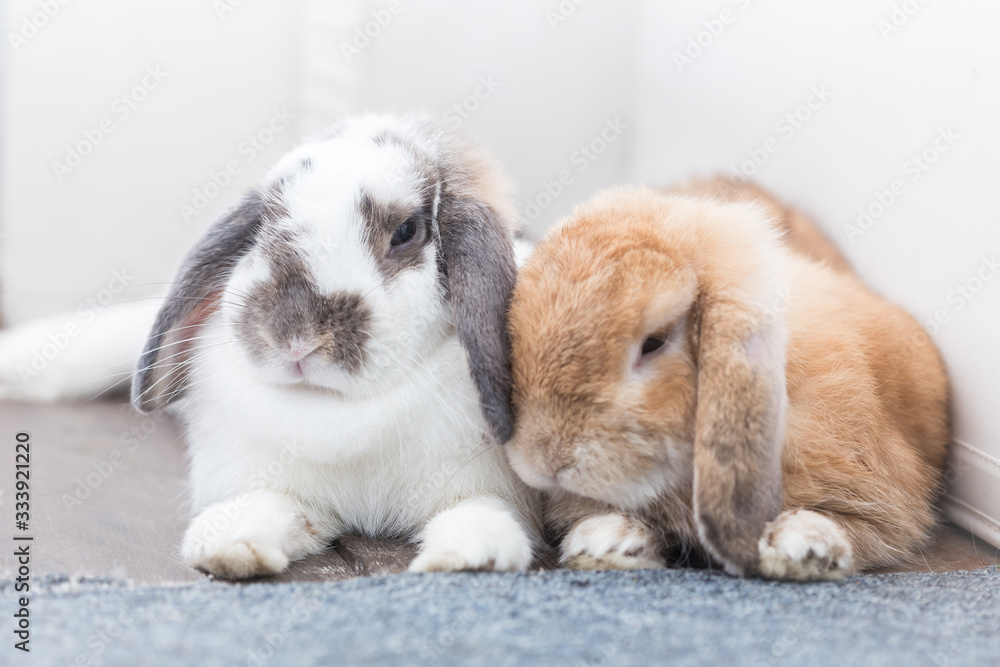 Rabbit with brown and white Lovely lying on the floor. Split on a white background. Rabbit with brown and white Lovely lying on the floor. Split on a white background.