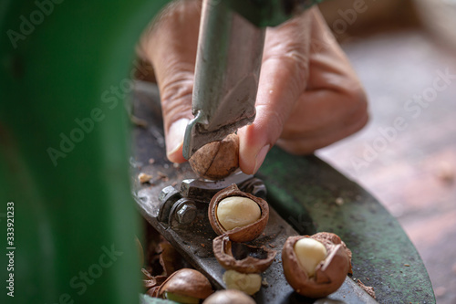 Fotografie Shell cracker for cracking macadamia, open macadamia nut