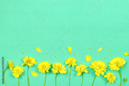 Flowers composition. Yellow flowers on green background. Spring, summer concept.