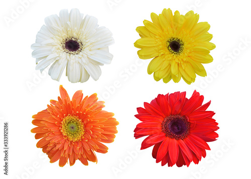 Colorful vibrant bright gerbera daisy flowers blooming on white background.