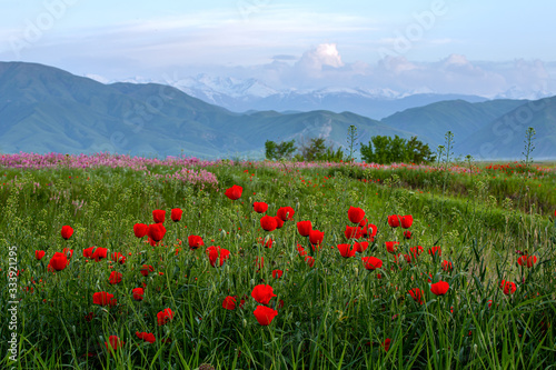 Allphotokz Poppy 20130517 2957 5DM3 S