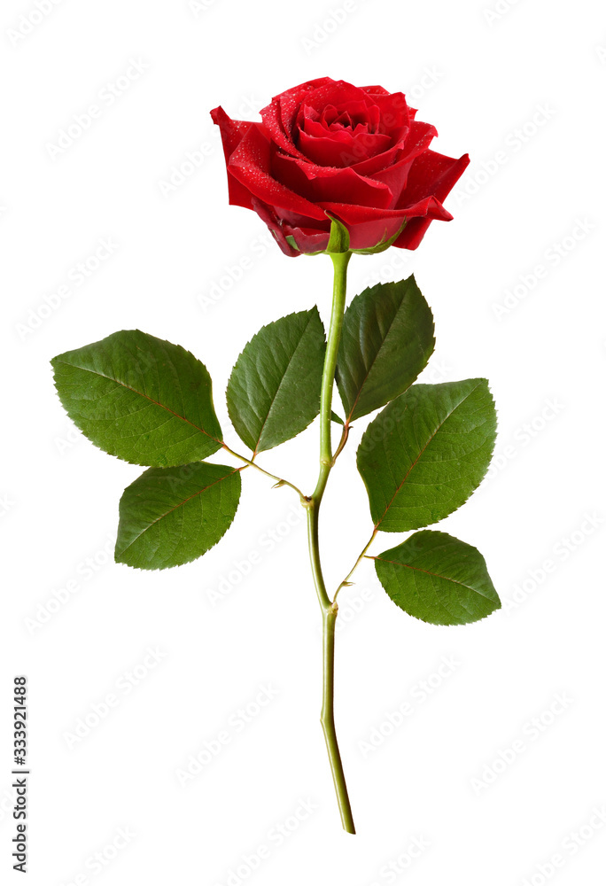 Red rose flower Red rose flower