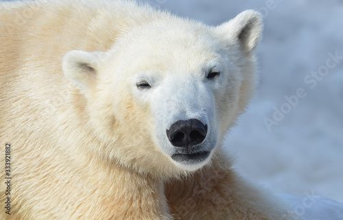 polar bear