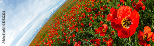 Allphotokz Poppy 20150510 3078 5DM3 PS