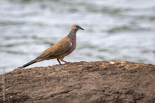Image of dove standing on a rock on a natural background. Bird. Animal.