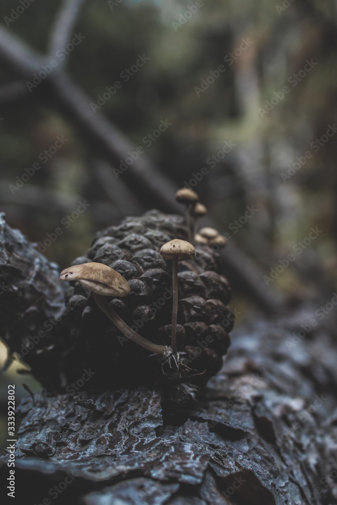 Macro mushrooms
