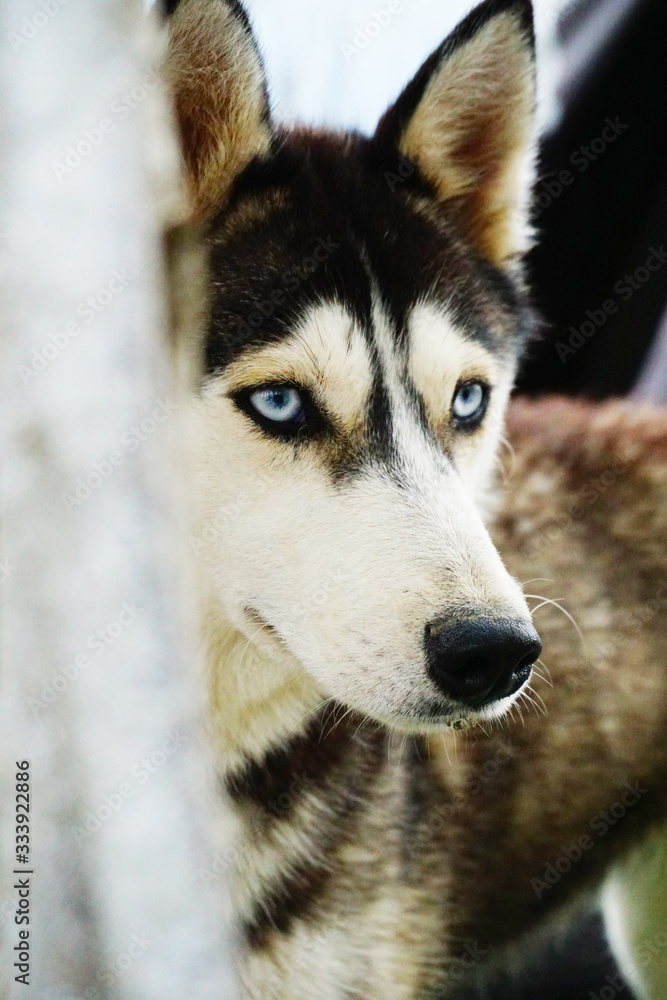 Husky dog with blue eyes in black and white