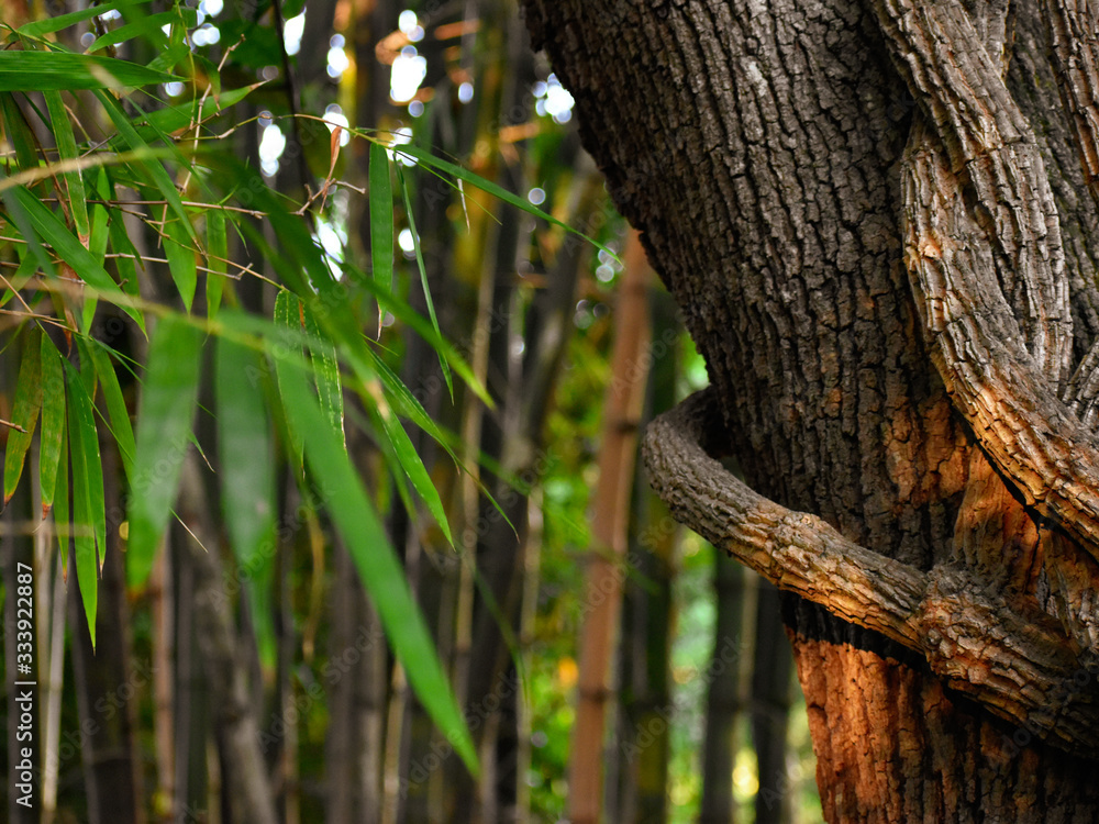 Nature Nature