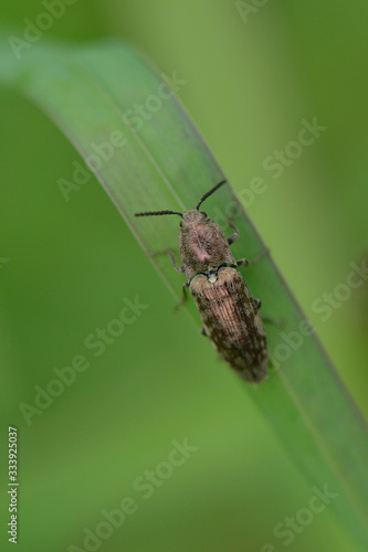  Schnellkäfer  (Actenicerus siaelandicus ) © Karin Jähne