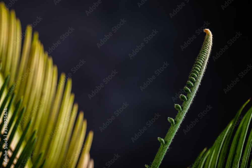 Cycad or Cycadales leaf. Nature garden concept. Cycad or Cycadales leaf. Nature garden concept.