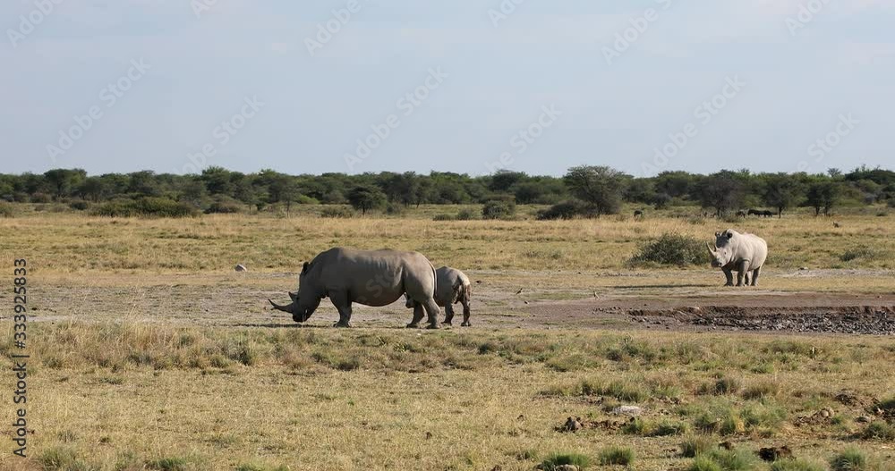endangered white rhinoceros Khama Rhino Sanctuary reservation, species of rhino, Botswana wildlife, Wild animal in the nature habitat. Africa safari endangered white rhinoceros Khama Rhino Sanctuary reservation, species of rhino, Botswana wildlife, Wild animal in the nature habitat. Africa safari