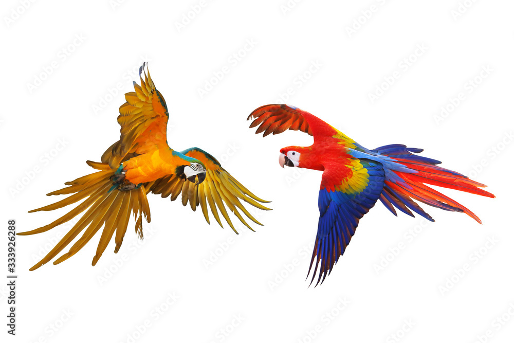 Colorful macaw parrots flying isolated on white