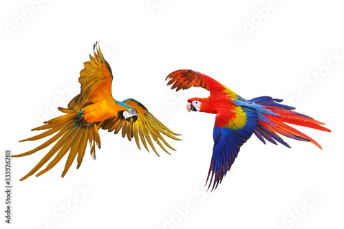 Colorful macaw parrots flying isolated on white