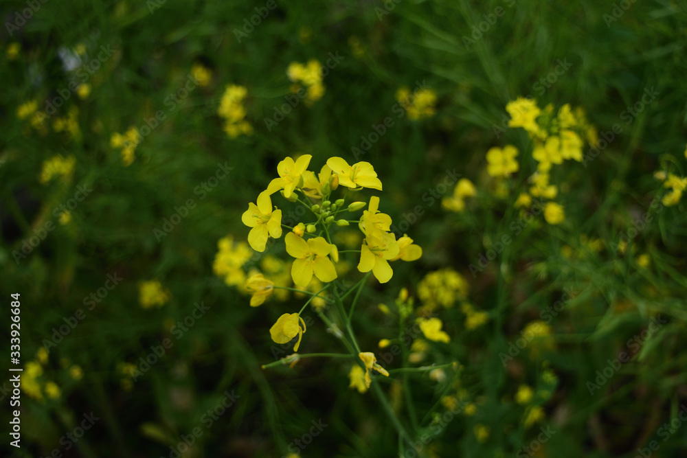 Obraz premium 菜の花