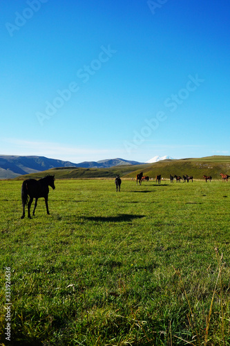 horses in the pasture from which Elbrus is visible © Ирина Журавлева