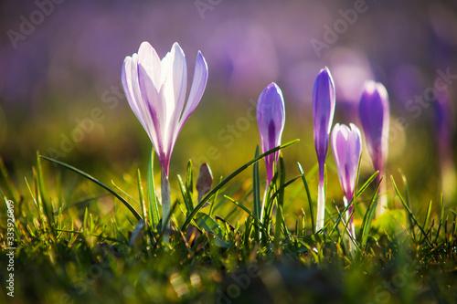 Krokusblüte in Husum