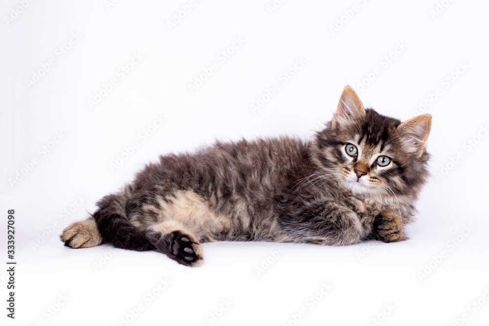 Pet animal; cute tabby kitten