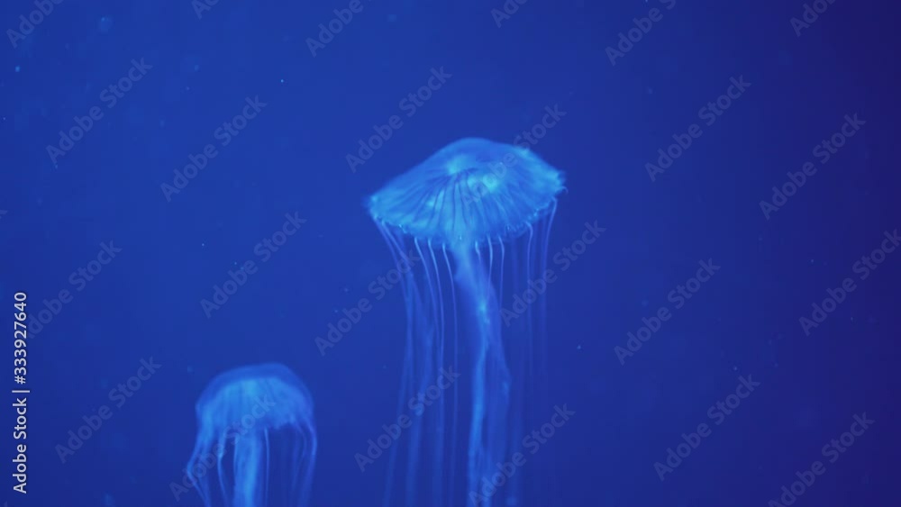 Japanese Sea Nettle jellyfish is swimming Japanese Sea Nettle jellyfish is swimming
