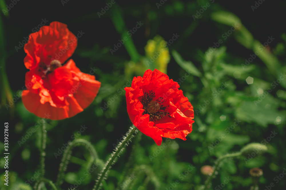 close up red poppy flowers dark toned ,blurred background with copy space close up red poppy flowers dark toned ,blurred background with copy space