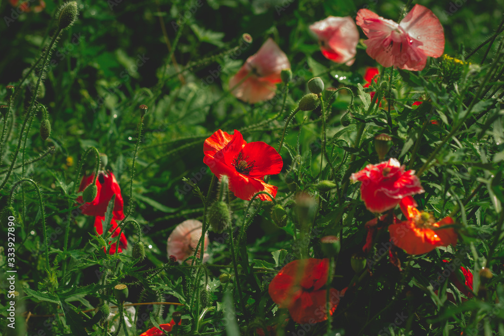 red poppy flowers field dark toned red poppy flowers field dark toned