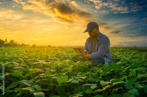 Farmer using smartphone in mung bean garden with light shines sunset, modern technology application in agricultural growing activity concept