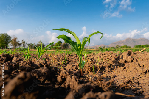 Growing maize seedling in the agricultural corn field