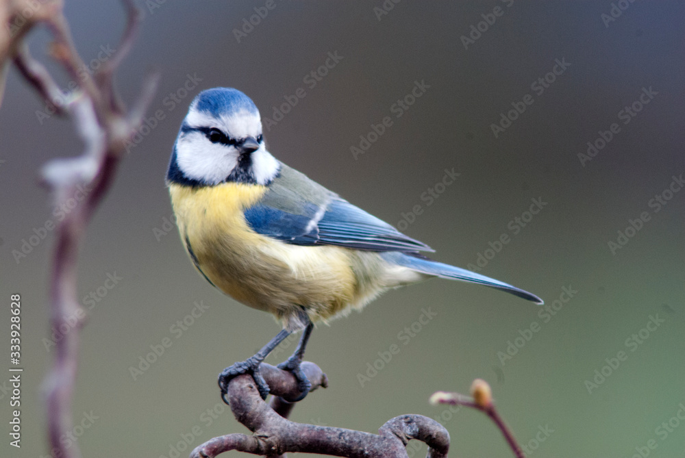Blaumeise (Cyanistes caeruleus) Blaumeise (Cyanistes caeruleus)