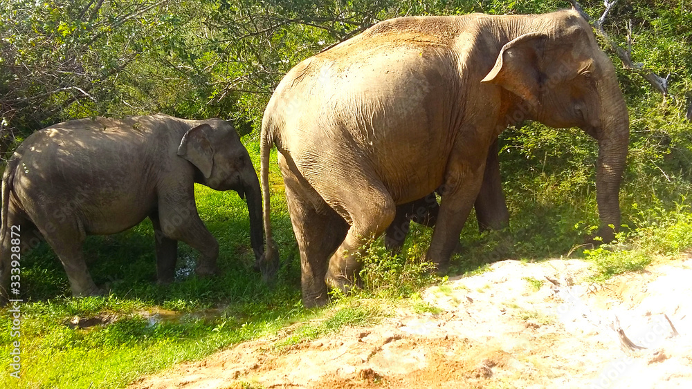 Wild elephants in Yala park