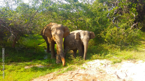 WIld elephants in Yala national park © Roman