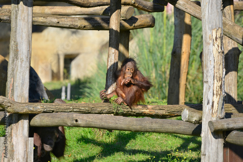 Bébé Orang outan pensif en méditation photo