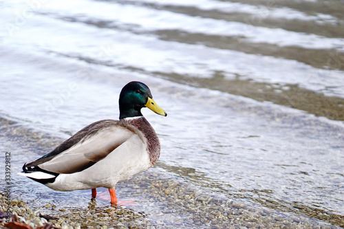 Duck standing in The Konigssee Lake in Bavaria, Germany. 