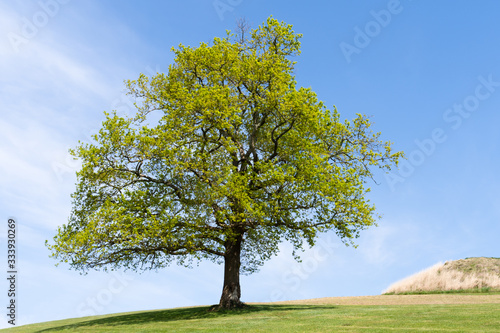 Tree with a blue sky in the background.