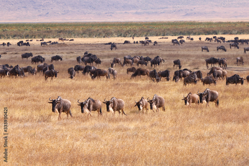 Wildebeest herd safari Tanzania