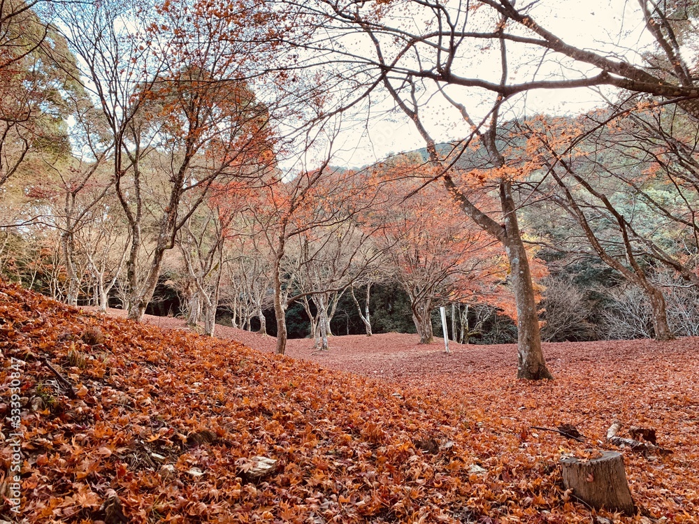 Fototapeta premium 熊本県の麓城跡の紅葉